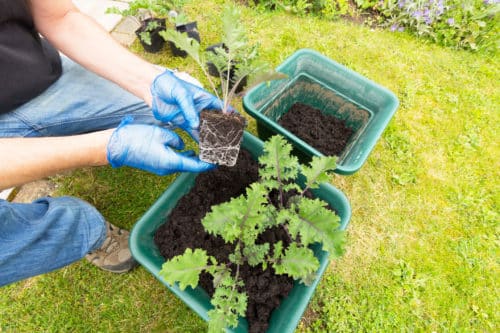 Kale Container and Raised Bed Gardening in Palm Beach County