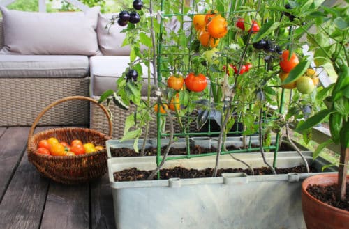 Container Gardening Tips & Benefits in South Florida 