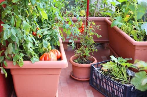 Tomatoes Container Gardening in Palm Beach County