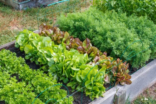 Lettuce Container Gardening
