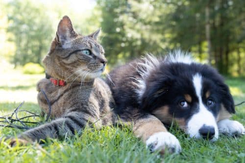 Activities for Cats in Palm Beach County