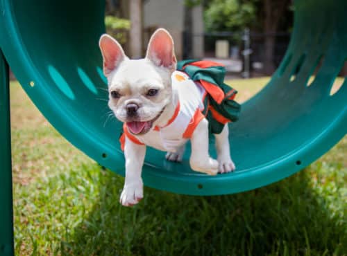 Dog Parks in Palm Beach County