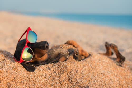 Dog-Friendly Vacation Spots in West Palm Beach