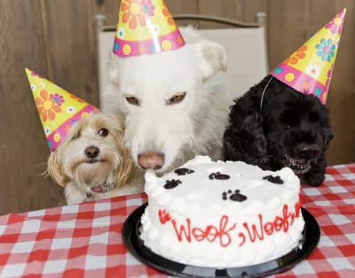 Places for Dog Party in West Palm Beach