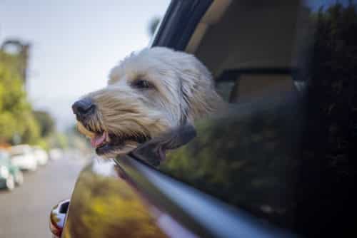Dog-Friendly Shopping Centers in Palm Beach County