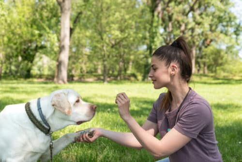 Dog tricks - Palm Beach County