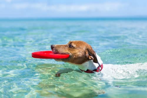 Dog-Friendly Beaches in Palm Beach County