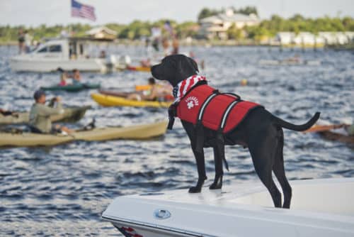 Dog-friendly Boat Rides in South Florida