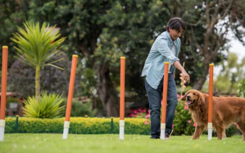 Dog classes in Palm Beach County