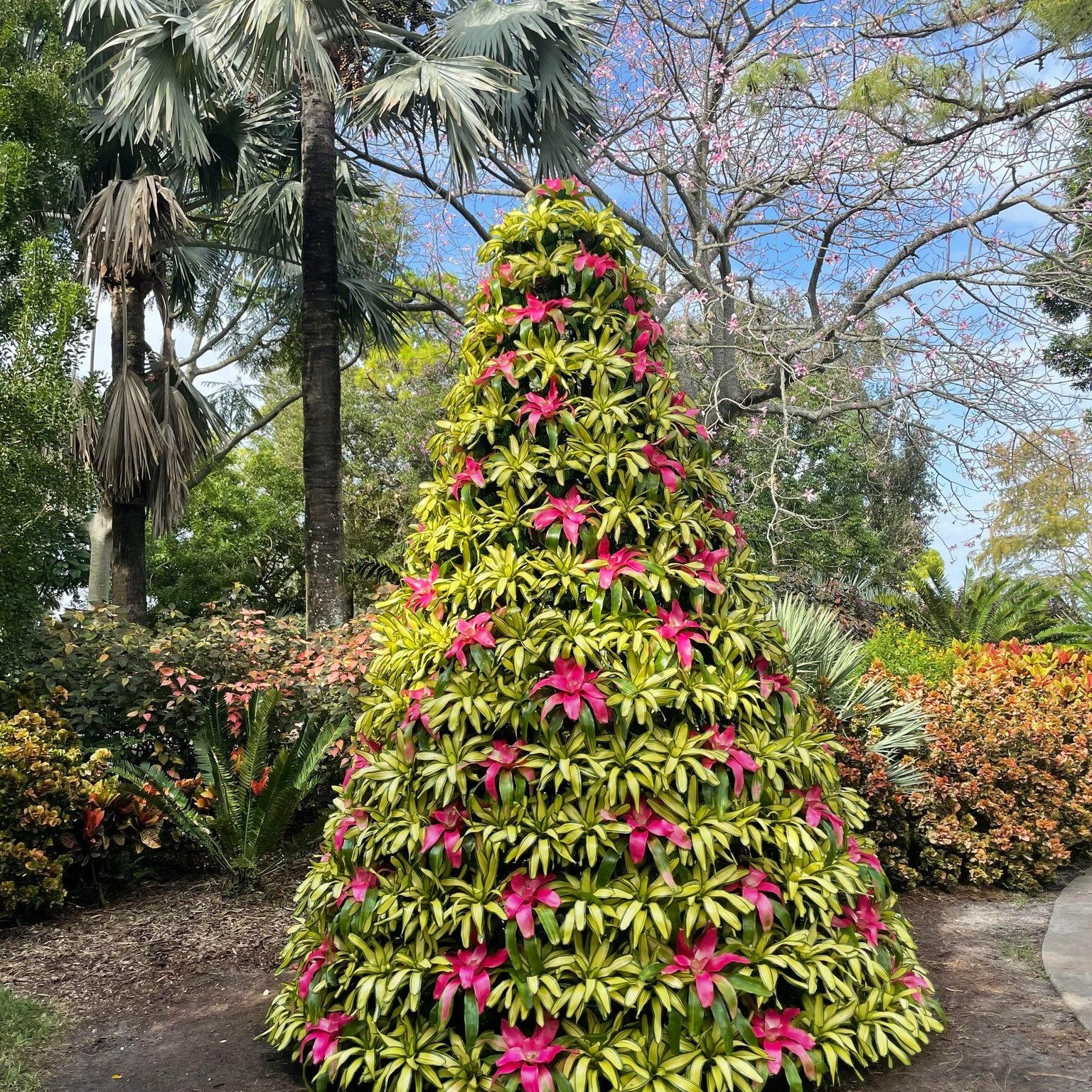 west Palm Beach Christmas Trees